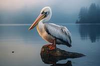 Dalmatian pelican animal bird beak. 