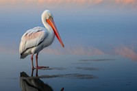 Dalmatian pelican animal beak bird. 