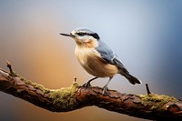 Eurasian perching animal branch. 