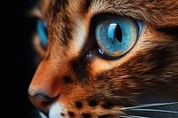 Cat looking animal mammal. AI generated Image by rawpixel.