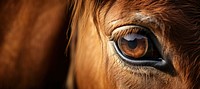 Horse mammal animal eye. 