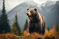 Bear wildlife nature mammal. AI generated Image by rawpixel.