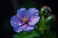 Beautiful flower petal blossom nature. 