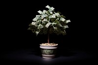 Potted plant money leaf investment. 