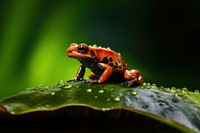 Frog amphibian wildlife reptile. AI generated Image by rawpixel.