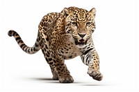 Running jaguar wildlife leopard cheetah. AI generated Image by rawpixel.