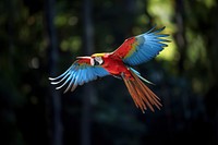 Macaw flying parrot animal bird. 