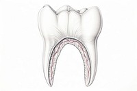 Teeth line drawing sketch white background illustrated. AI generated Image by rawpixel.
