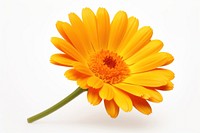 Flower calendula petal daisy. AI generated Image by rawpixel.