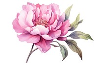 Peony watercolor blossom flower dahlia. AI generated Image by rawpixel.