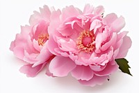 Peony blossom flower plant. 