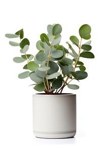 Eucalyptus plant vase leaf white background. 