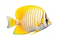 Butterfly fish animal white background pomacanthidae. AI generated Image by rawpixel.
