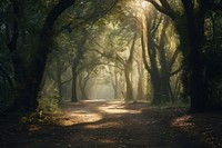 A magical forest nature landscape sunlight. AI generated Image by rawpixel.