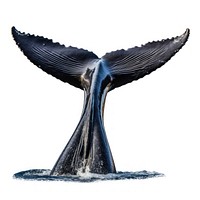 A real humpback whale tail animal white background splashing. AI generated Image by rawpixel.