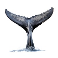 A real humpback whale tail animal mammal white background. AI generated Image by rawpixel.