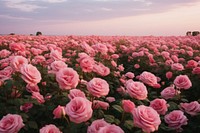 Blooming pink roses landscape outdoors blossom. AI generated Image by rawpixel.
