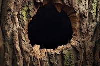 Tree hole nature  outdoors. 