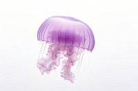 Mauve stinger jellyfish white background invertebrate translucent. AI generated Image by rawpixel.