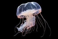 Moon jellyfish animal invertebrate zooplankton. AI generated Image by rawpixel.