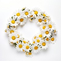 Daisy flower wreath petal plant white. 