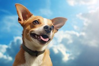 Dog animal chihuahua outdoors. AI generated Image by rawpixel.