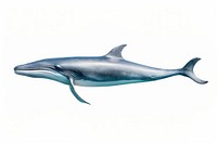 Fin whale animal mammal shark. AI generated Image by rawpixel.