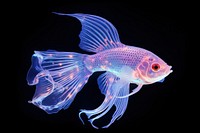 Glow fish animal pomacanthidae scorpionfish. AI generated Image by rawpixel.