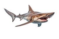 Goblin shark animal fish white background. AI generated Image by rawpixel.