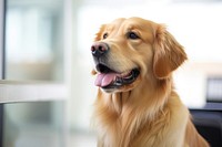 Golden retriever dog mammal animal pet. 