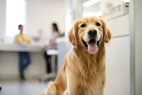 Golden retriever dog mammal animal pet. AI generated Image by rawpixel.