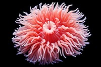 Saddle carpet anemone nature flower plant. AI generated Image by rawpixel.