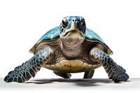 Sea turtle reptile animal white background. AI generated Image by rawpixel.