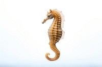 Seahorse animal mammal white background. AI generated Image by rawpixel.