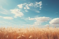 Wheat meadow sky outdoors horizon. 