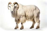 Mountain Goat livestock wildlife animal. AI generated Image by rawpixel.