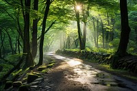 Green leafed tree sunlight outdoors woodland. 