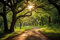 Green leafed tree landscape sunlight outdoors. 