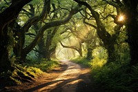 Green leafed tree forest landscape sunlight. 