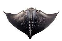 A black stingray white background animal shark. 