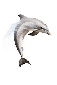 Jumping dolphin animal mammal fish. AI generated Image by rawpixel.