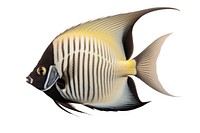 A loyal angel fish animal sea white background. 