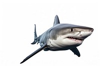 A white shark animal fish sea. AI generated Image by rawpixel.