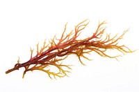 Seaweed white background bonfire branch. AI generated Image by rawpixel.