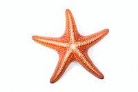 Starfish animal sea white background. AI generated Image by rawpixel.