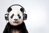 Real photo of happy panda wearing headphones.  