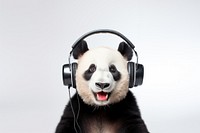 Real photo of happy panda wearing headphones.  