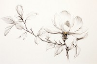Magnolia sketch blossom drawing. AI generated Image by rawpixel.