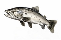 Trout fish drawing animal white background. AI generated Image by rawpixel.