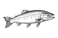 Trout fish drawing animal white background. AI generated Image by rawpixel.